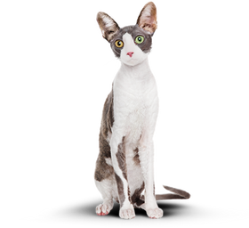 Кот после похудения.